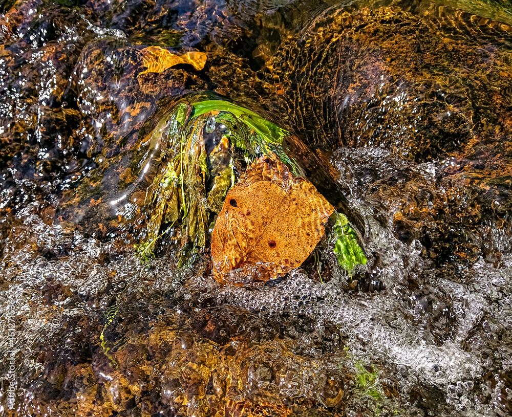 Obraz premium A leaf that decomposes under the water