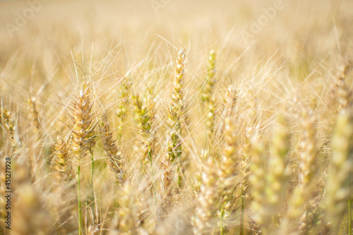 golden wheat field