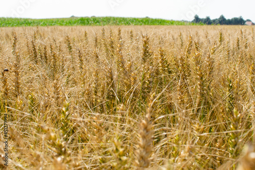 golden wheat field in summer