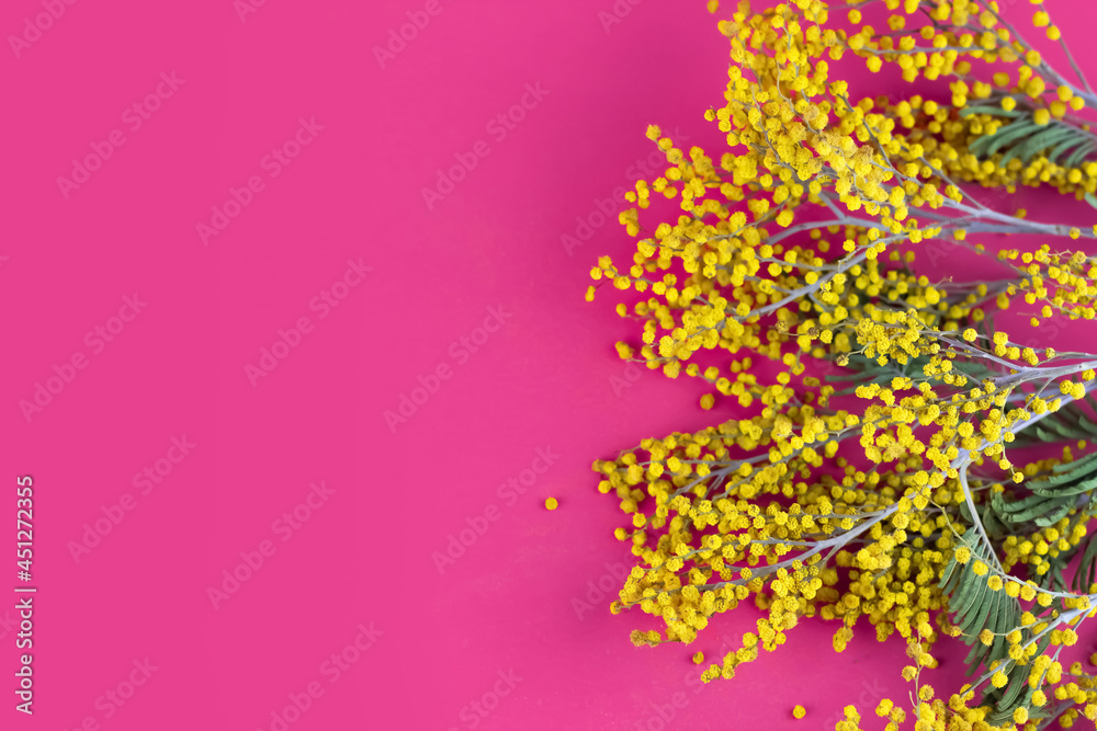 Mimosa on a pink background. Copy space. Spring concept.