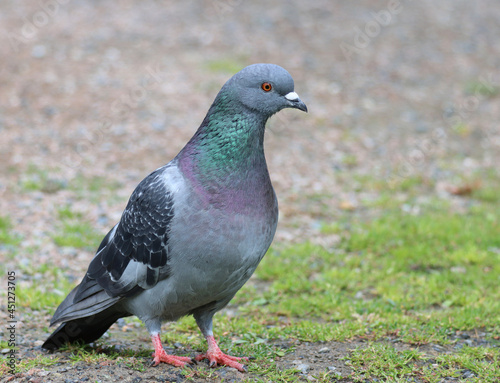 Photography Dove