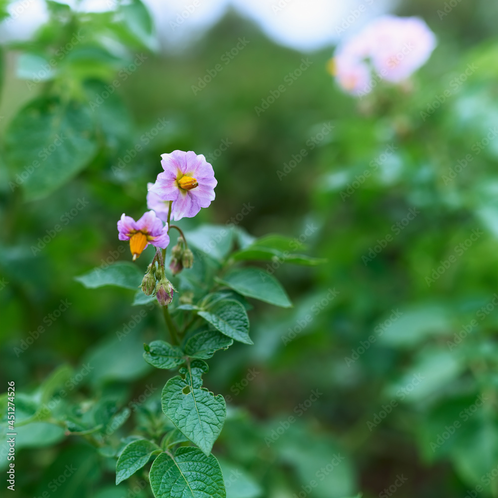 Close up of pink potato flowers in bloom Close up of pink potato flowers in bloom