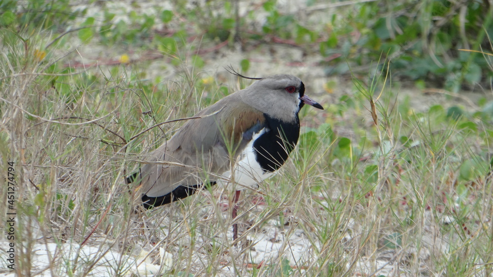 Obraz premium red tailed hawk