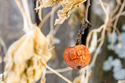 Принти на полотні dry orange apple on a tree branch in autumn