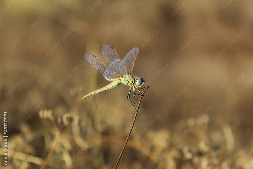 Wings
