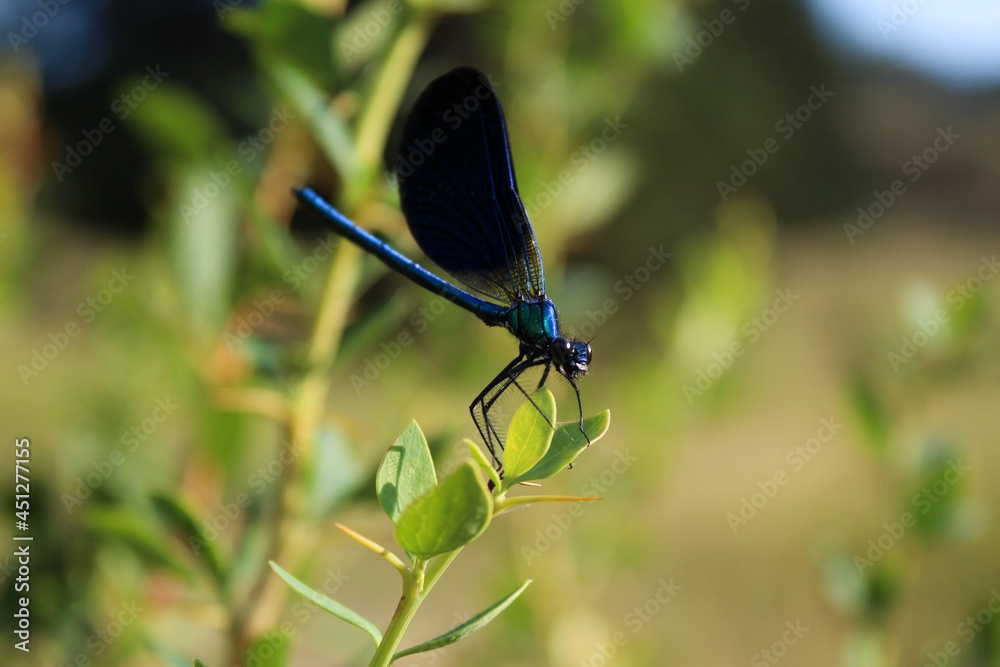 Bluefly