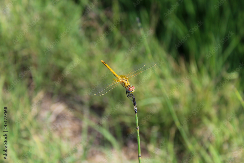 Close up dragonfly