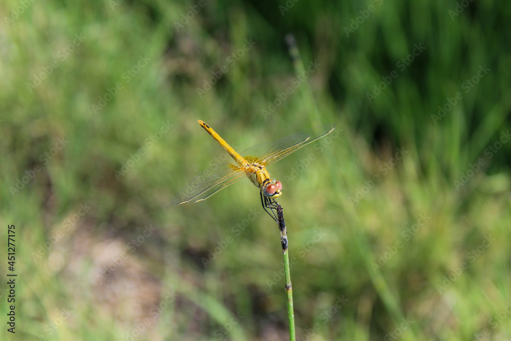 Landing drangonfly