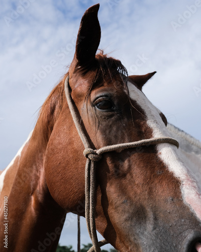 Fototapeta Naklejka Na Ścianę i Meble -  portrait of a horse