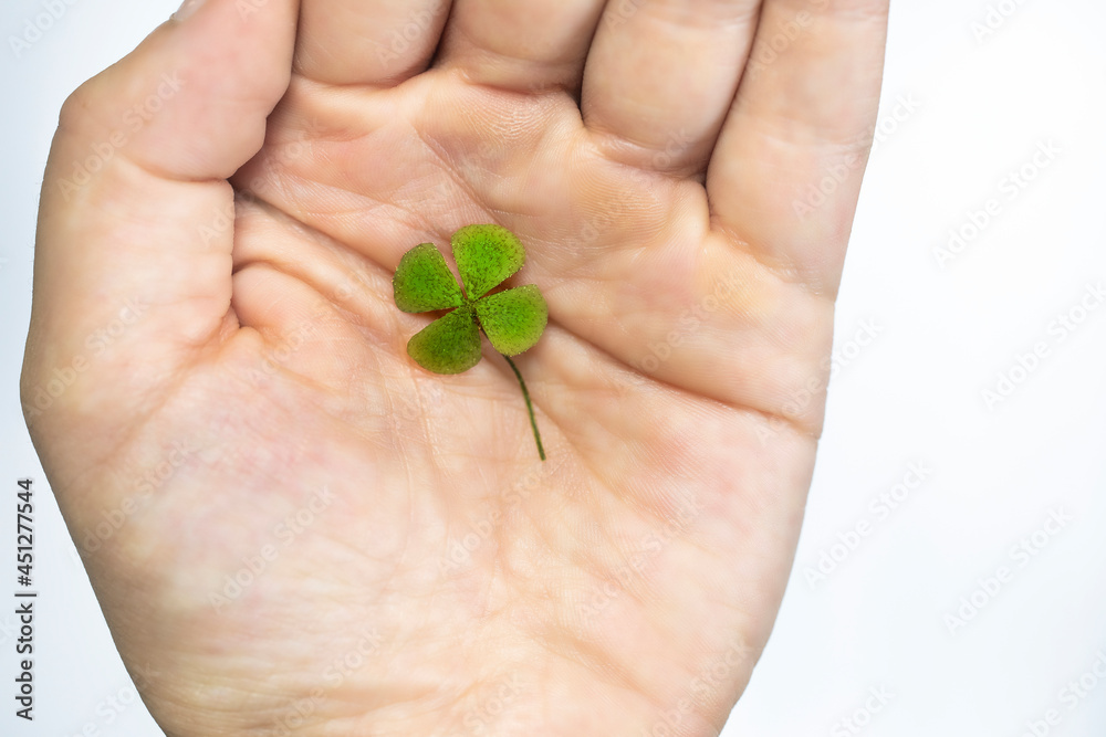 Isolated hand with green four leaf clover, sign of luck, sign of great fortune. closeup Isolated hand with green four leaf clover, sign of luck, sign of great fortune. closeup