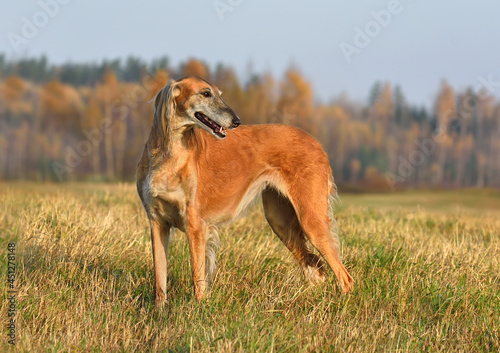 Hunting borzoi dog on a rural field background photo