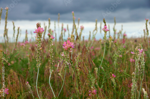 Flowers against a stormy sky