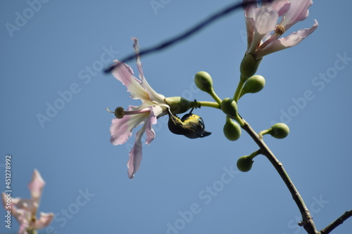 sunbird