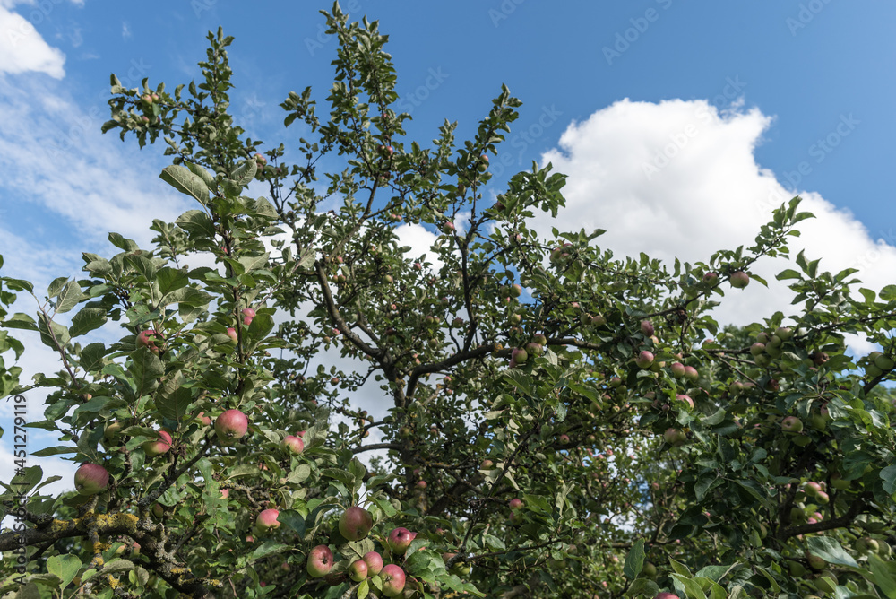 Apfelbäume mit Äpfeln in Thüringen im August Apfelbäume mit Äpfeln in Thüringen im August