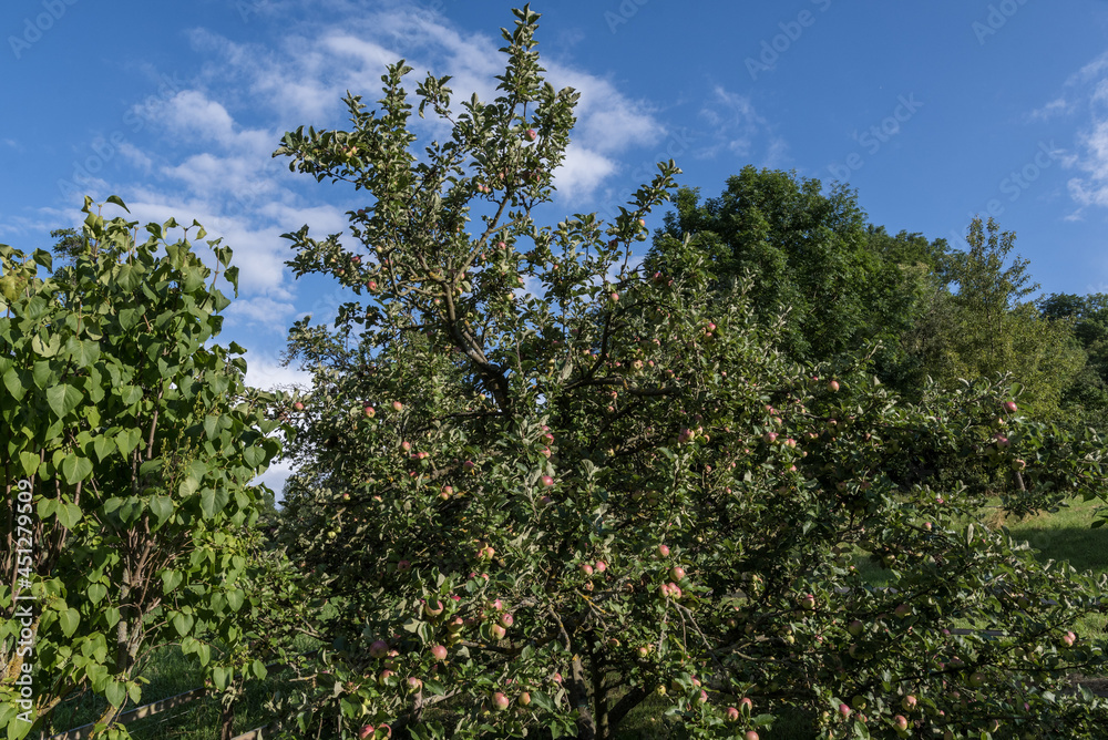 Apfelbäume mit Äpfeln in Thüringen im August