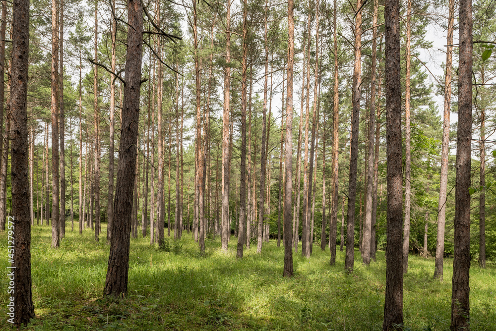 Kiefernwald mit Gras und Wiese in der Sonne