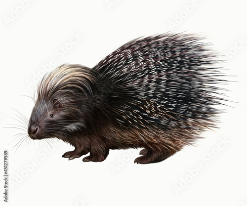 The porcupine (Hystrix) photo
