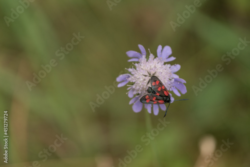 Widderchen auf Blüte