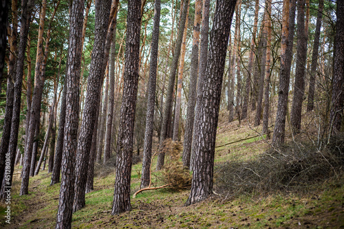 Fototapeta Naklejka Na Ścianę i Meble -  Piękny las nad jeziorem cudowny krajobraz w odbijającej się wodzie.