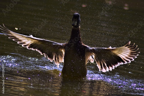 birds
