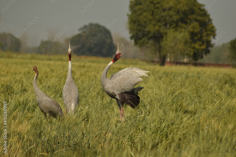 Fototapeta premium birds