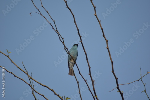 birds
