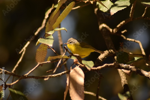 birds