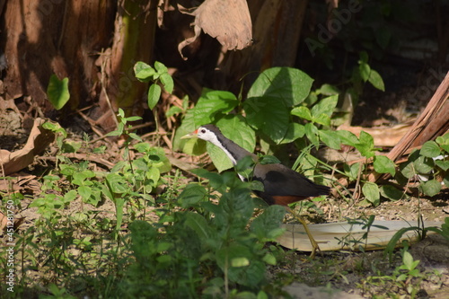 birds
