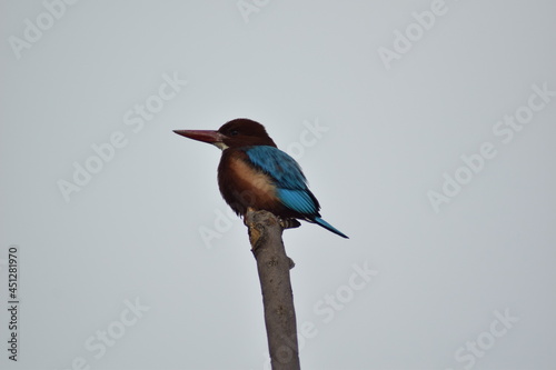 birds