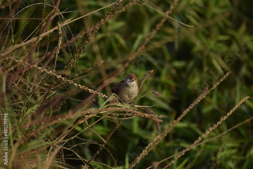 birds