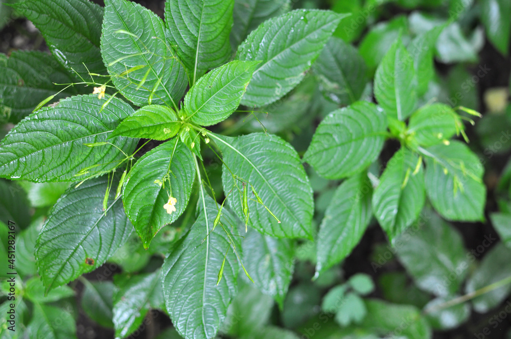 Impatiens parviflora grows in the wild Impatiens parviflora grows in the wild