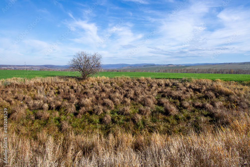 Tumps of dry grass in a small area in the middle of a green field. Tumps of dry grass in a small area in the middle of a green field.