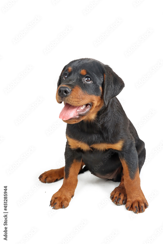 Rottweiler puppy isolated on white