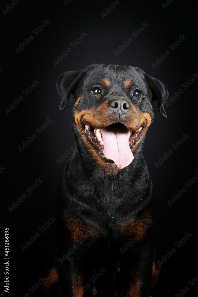 portrait of a Rottweiler portrait of a Rottweiler