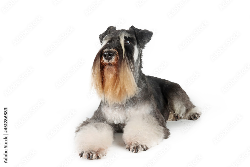 lying dog schnauzer  isolated on white background
