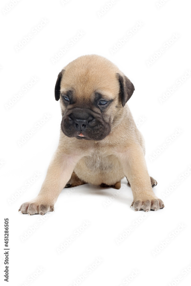 french bulldog puppy isolated