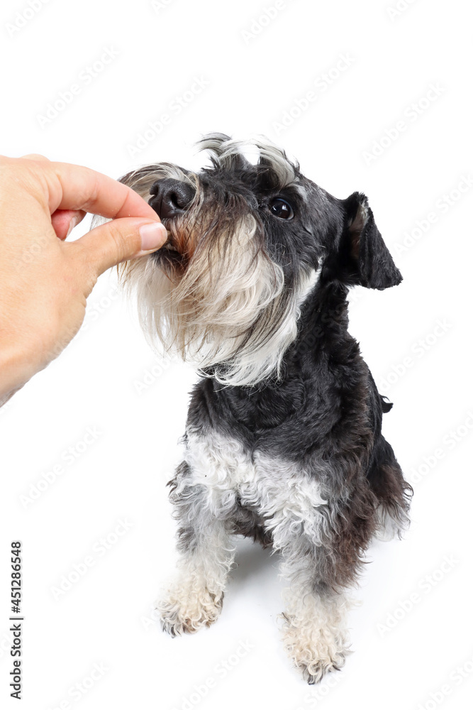 human hand giving a treat to a dog 