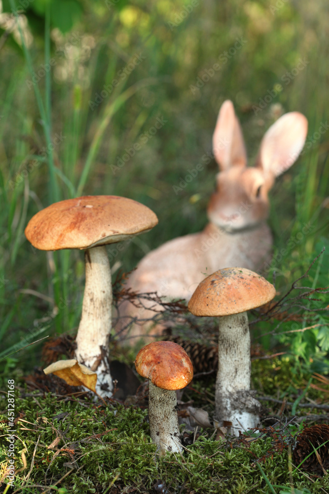 Mushroom orange-cap boletusand the figure of a hare in the background. Selective focus on the front mushroom Mushroom orange-cap boletusand the figure of a hare in the background. Selective focus on the front mushroom
