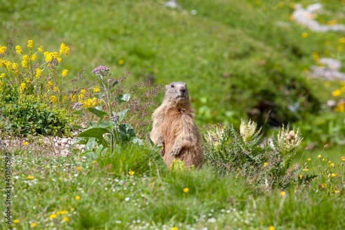 Marmotte photo