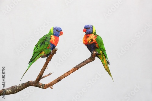Rainbow lorikeets sitting on a branch