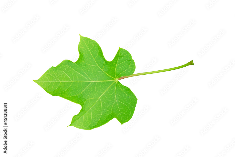 Physic nut leaves, Purging nut or Barbadose nut isolated on white background. Physic nut leaves, Purging nut or Barbadose nut isolated on white background.