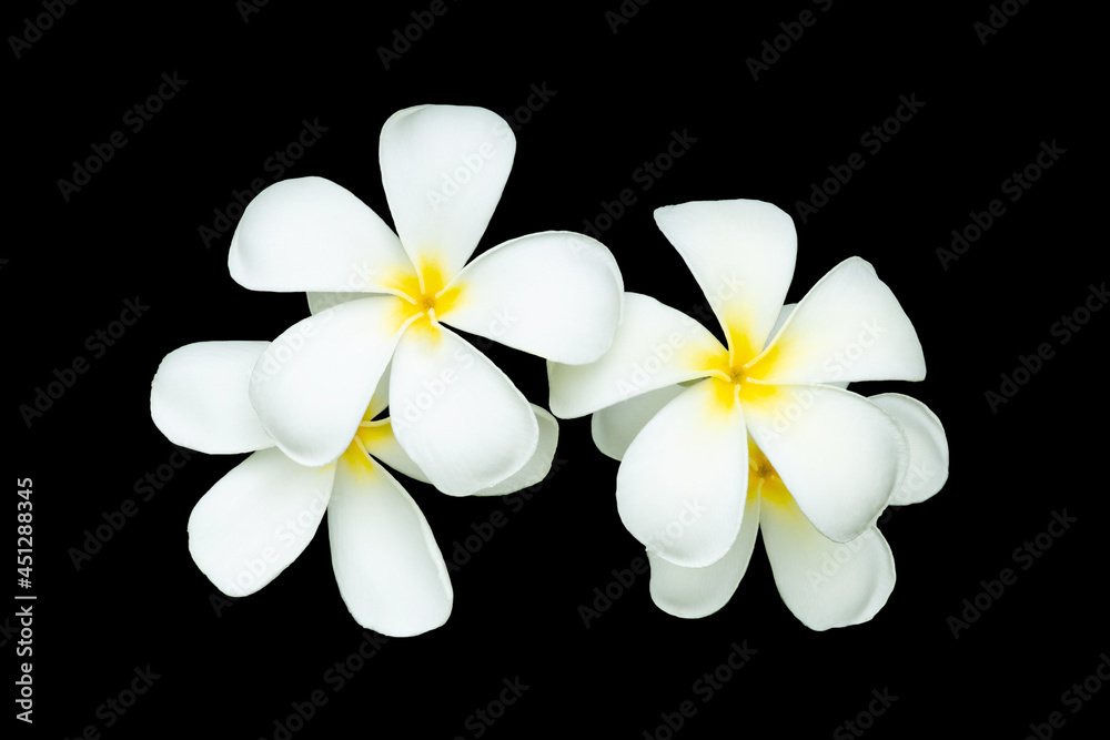 Fototapeta premium Frangipani (plumeria) flowers isolated on black background.