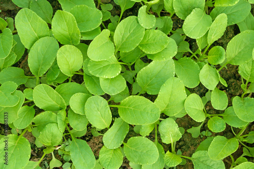 Small green lettuce growing in the garden. Top view closeup for background.