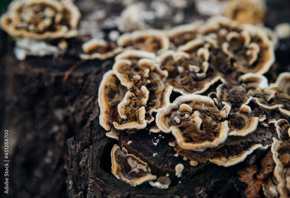 Obraz premium Beautiful natural background. Striped wavy mushroom on a stump. Velvety texture.