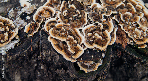 Beautiful natural background. Striped wavy mushroom on a stump. Velvety texture.