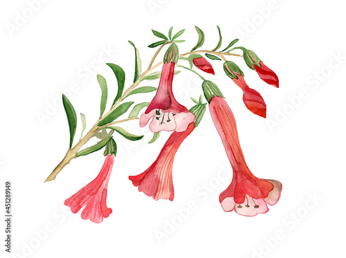 Watercolor flower, red cantua, leaves and branches in pink and red tones. Botanical flower illustration is ideal for making postcards, invitations. photo