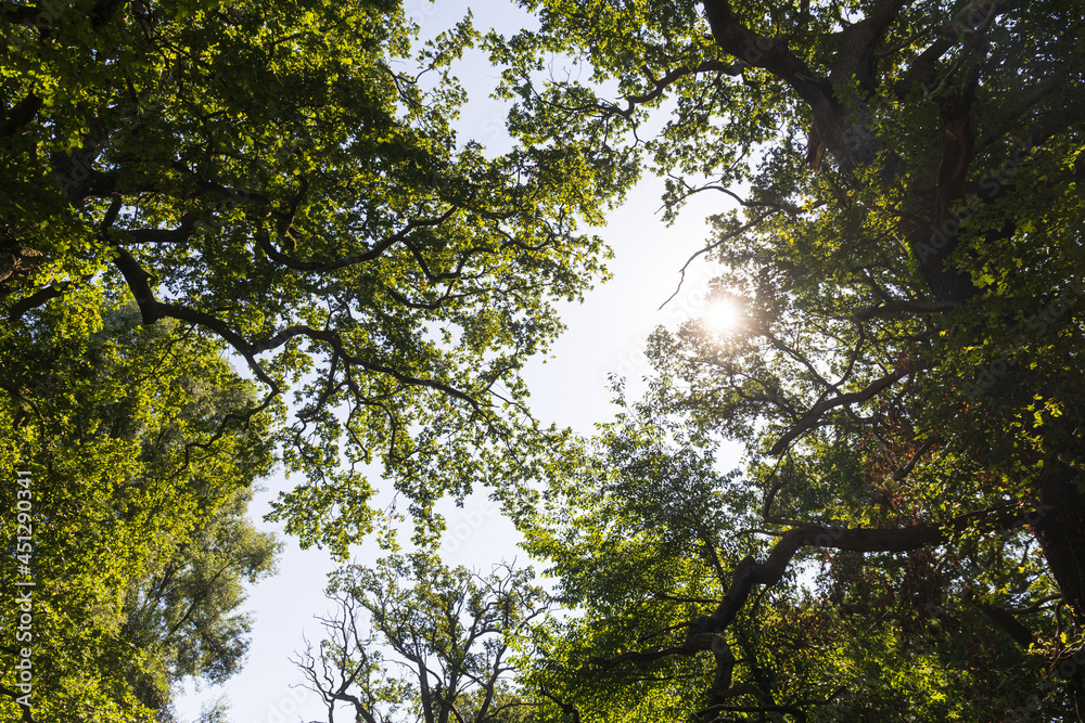 Fototapeta premium Sunlight in the tree