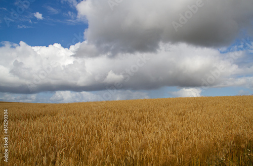 Wavy grain field, rye ripe and ready for harvest, under blue sky with some white clouds. 