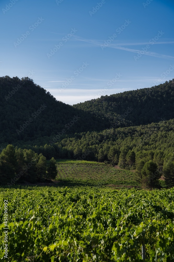 landscape of vineyards in bullas, murcia, spain.