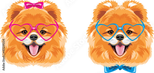 Portrait of two cute Pomeranian dogs